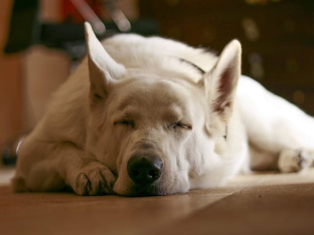 why do dogs go under the bed, underneath doggy