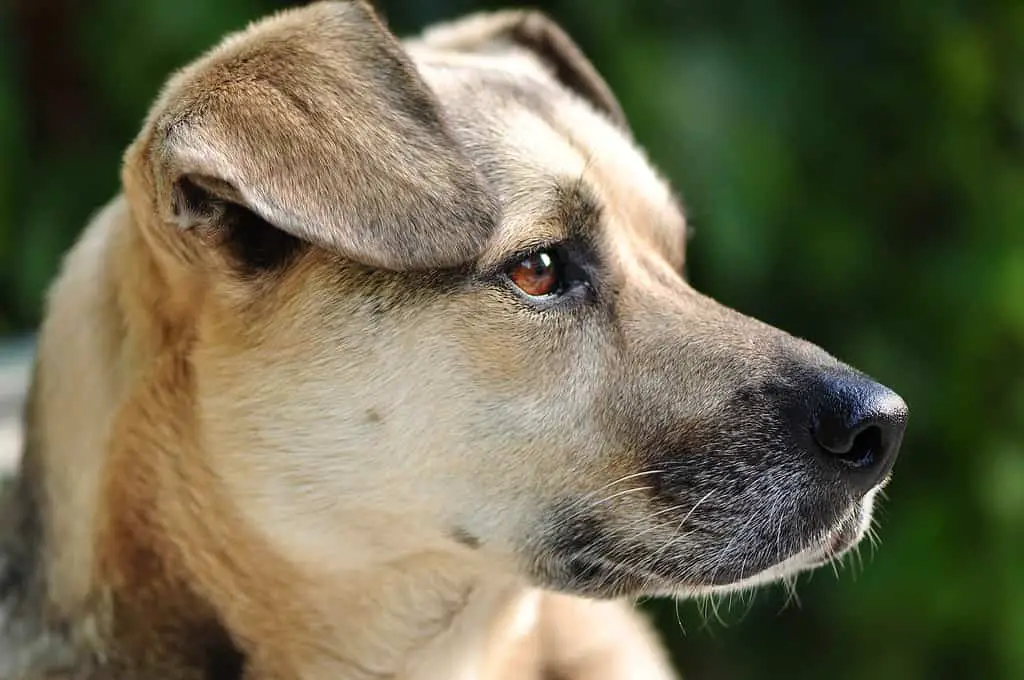 Companion dog; companion dog; adult dog; mixed breed