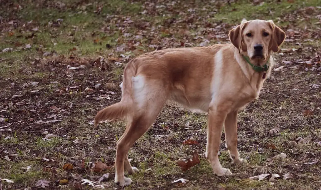 Goldador retriever