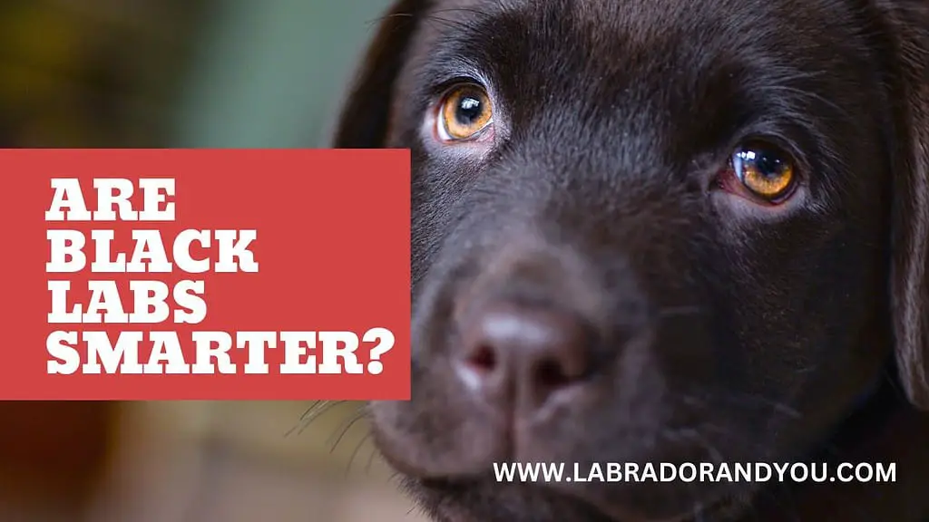 are black labs smart