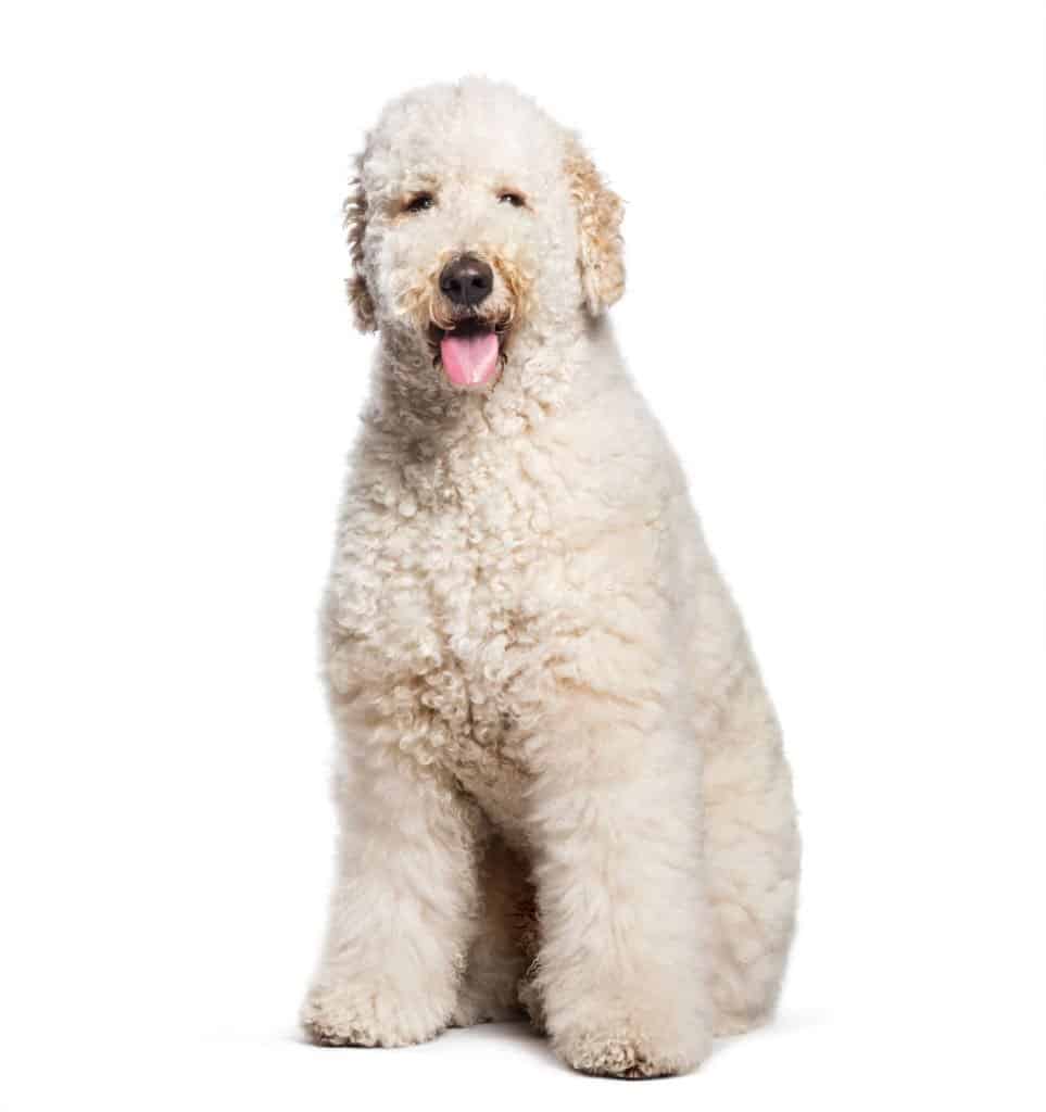 are labradoodles hypoallergenic