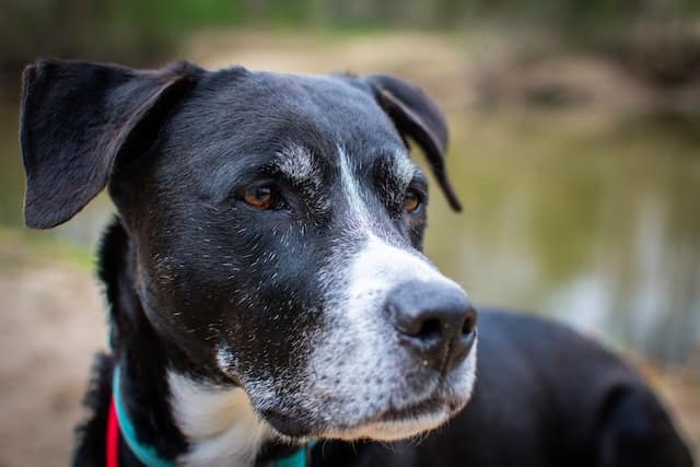 lab pitbull mix