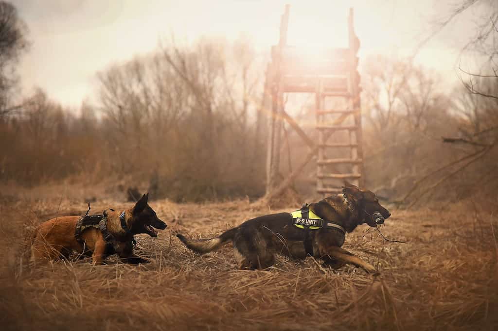 German Shepherd Lab; guard dog