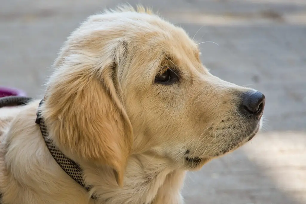 Golden retriever's haircut