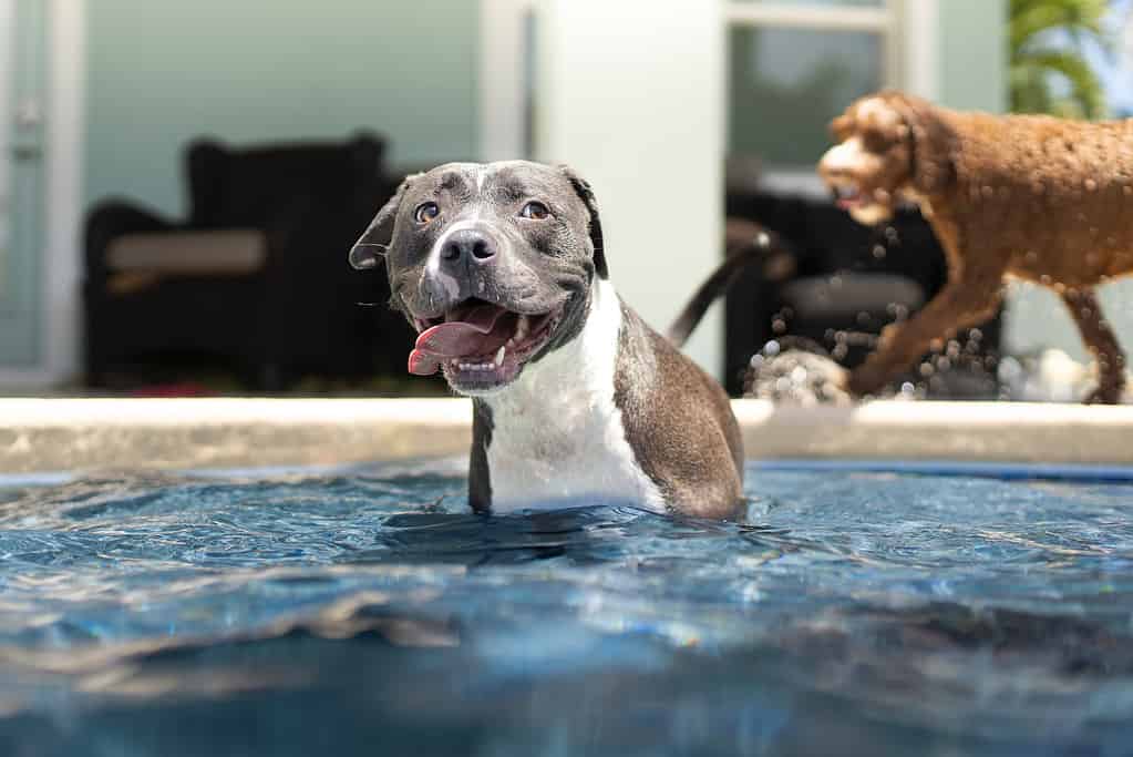  pitbull and lab, pitbull lab