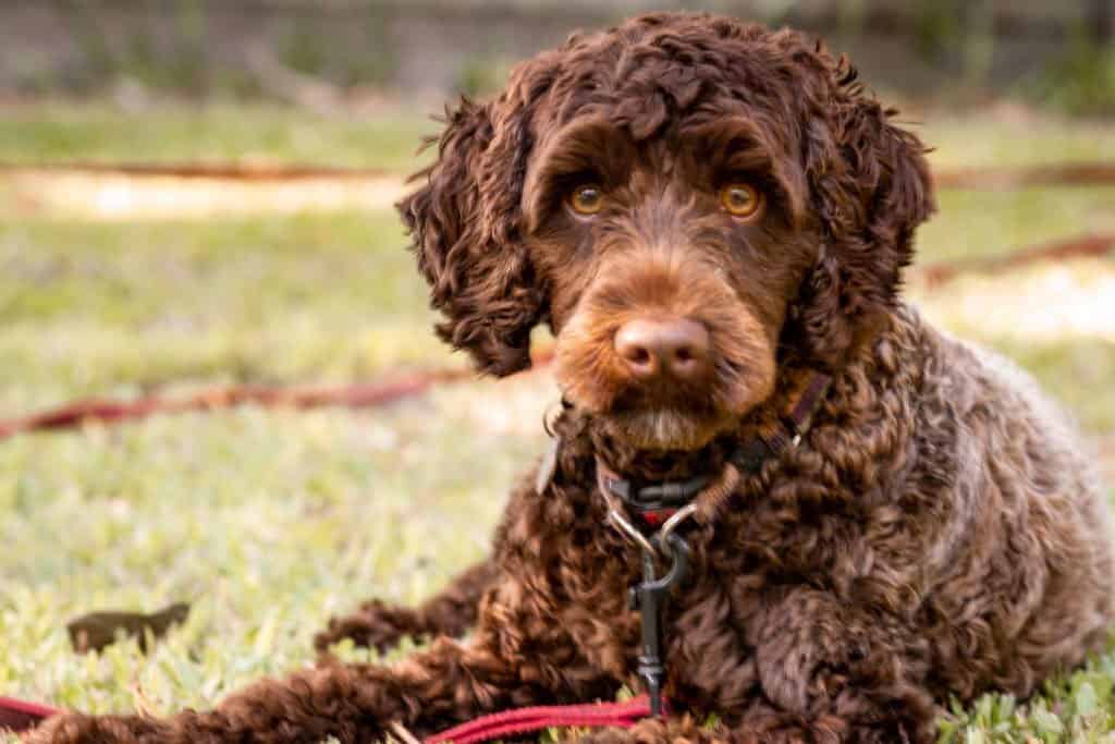how to reduce pet allergies in labradoodle labradoodles