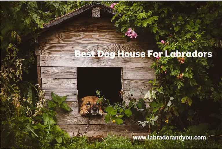 9 Best Toothpaste For Dogs (Reviewed & Trusted)