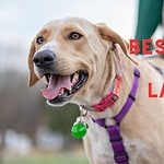 best harness for labradors