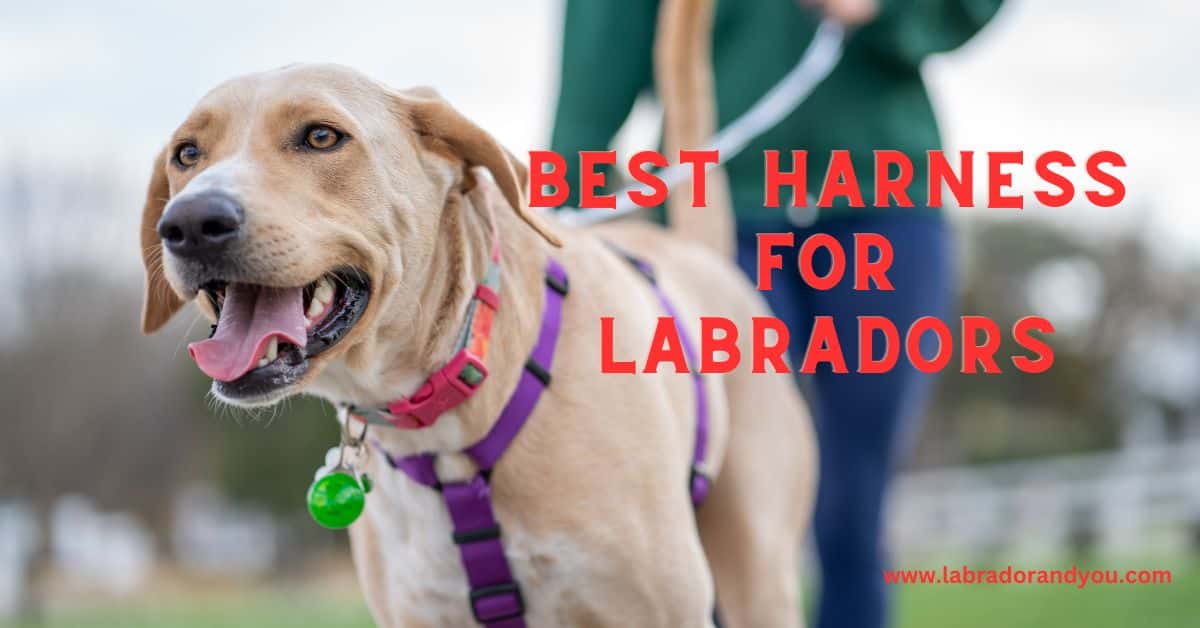 15 Best Harness For Labradors That Don't Hurt Them [2024 Updated]