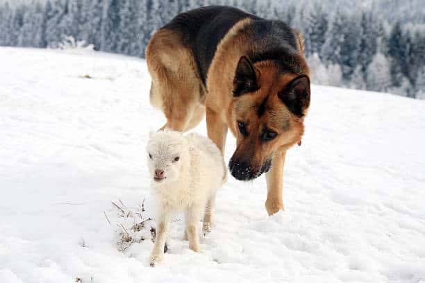 lab vs german shepherd