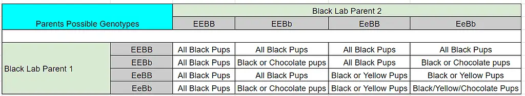 labrador retriever color genetics