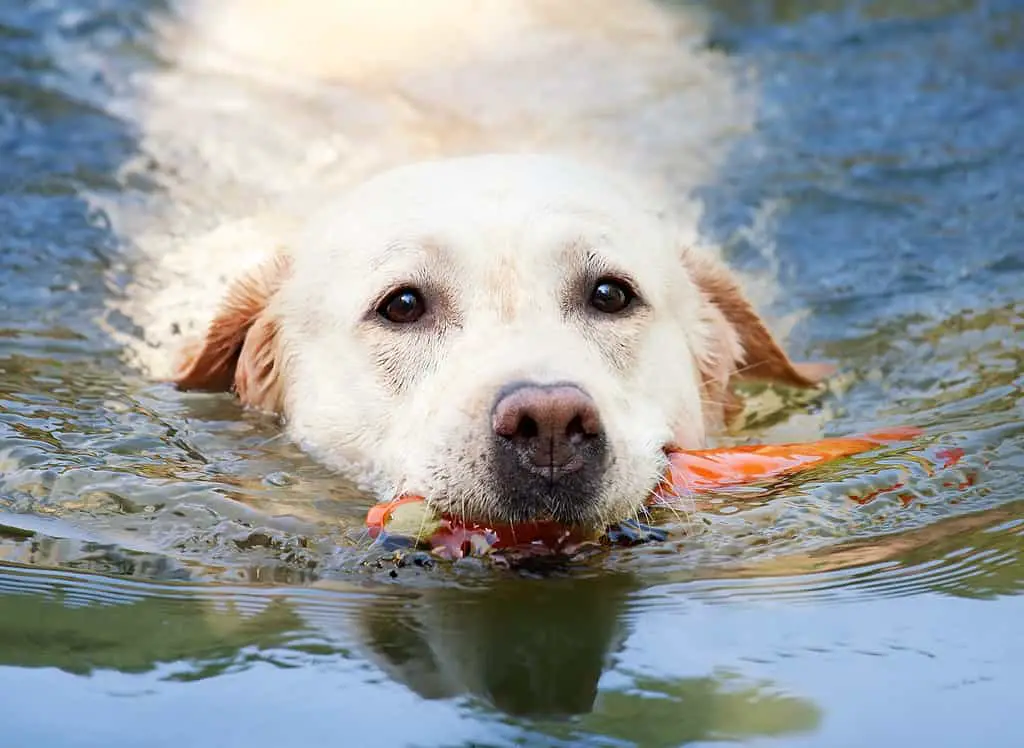 American labrador