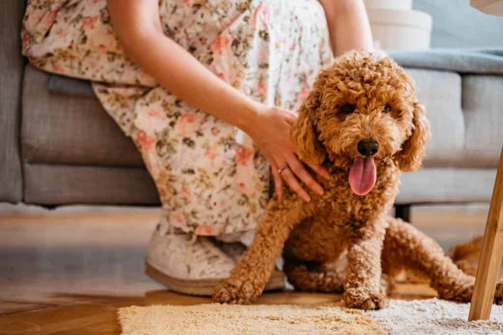 are labradoodles hypoallergenic