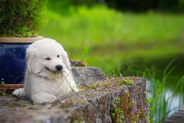 grass eating by dog