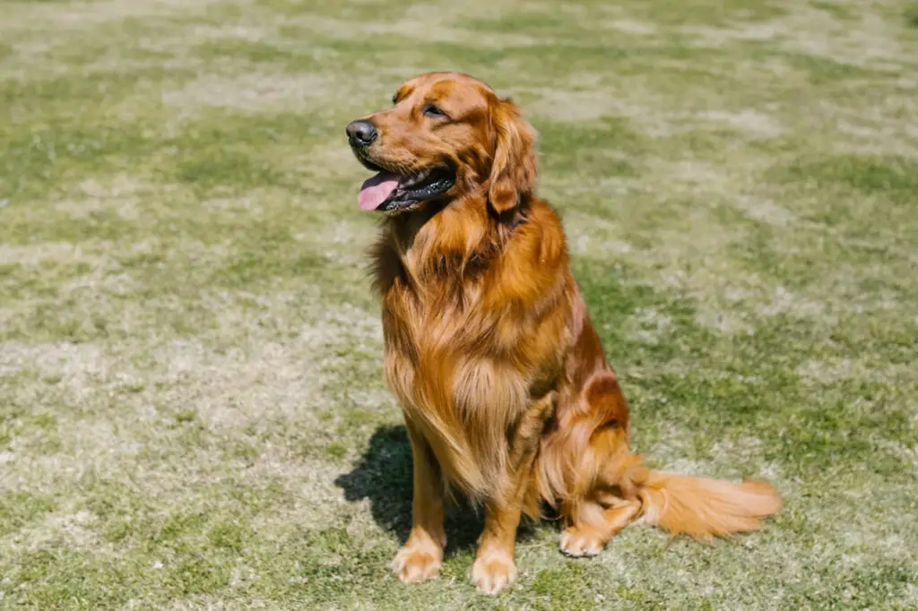 a good dog shampoo and undercoat rake is important