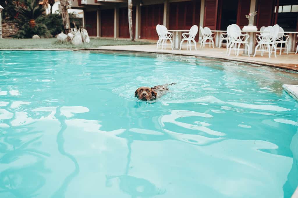 can labradors swim