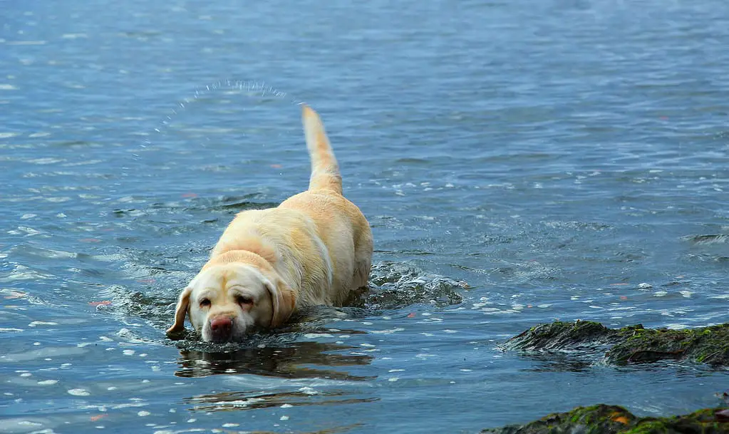 labs and water