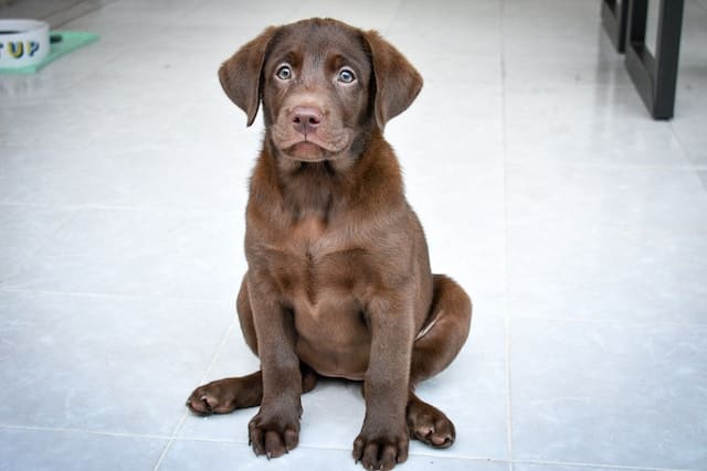 black and chocolate lab