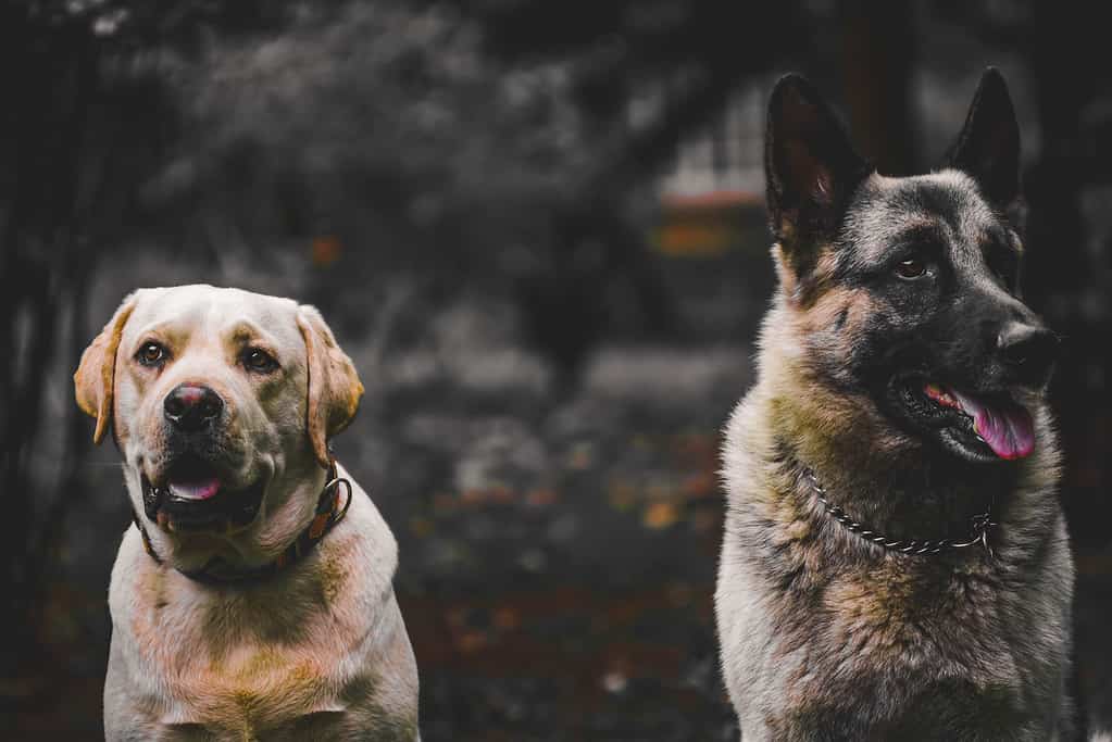 Do labs and german shepherds get along
