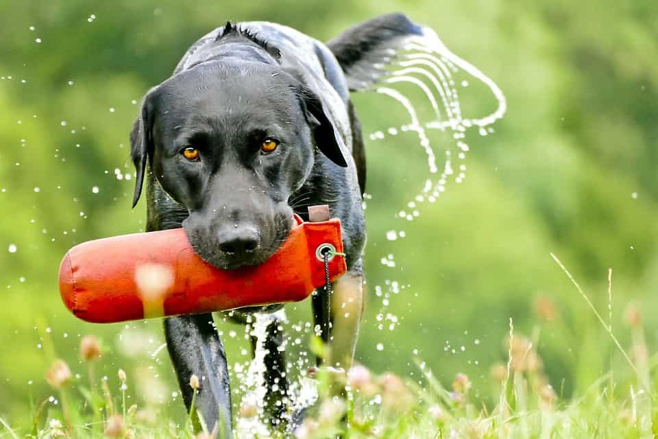 dogs love to swim