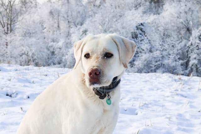 types of labrador retrievers