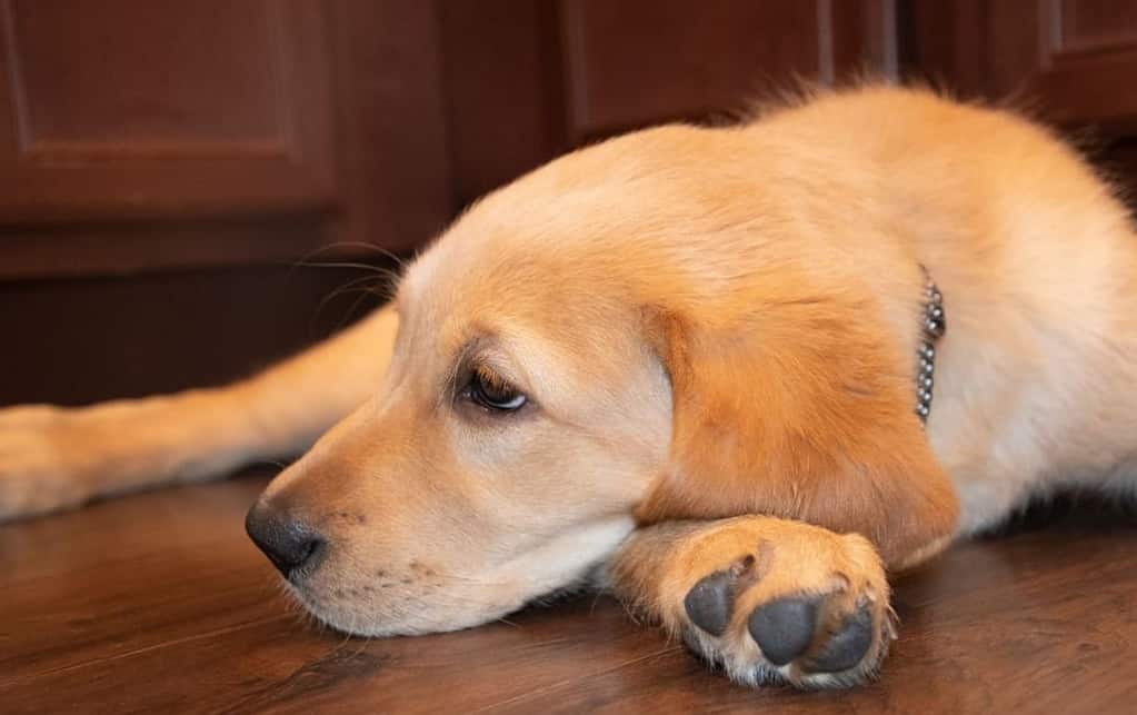 Goldador retriever: tolerant working dog