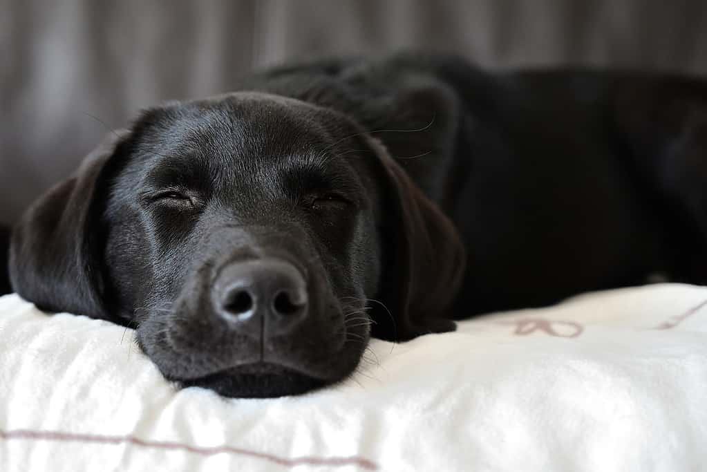 do labs sleep a lot