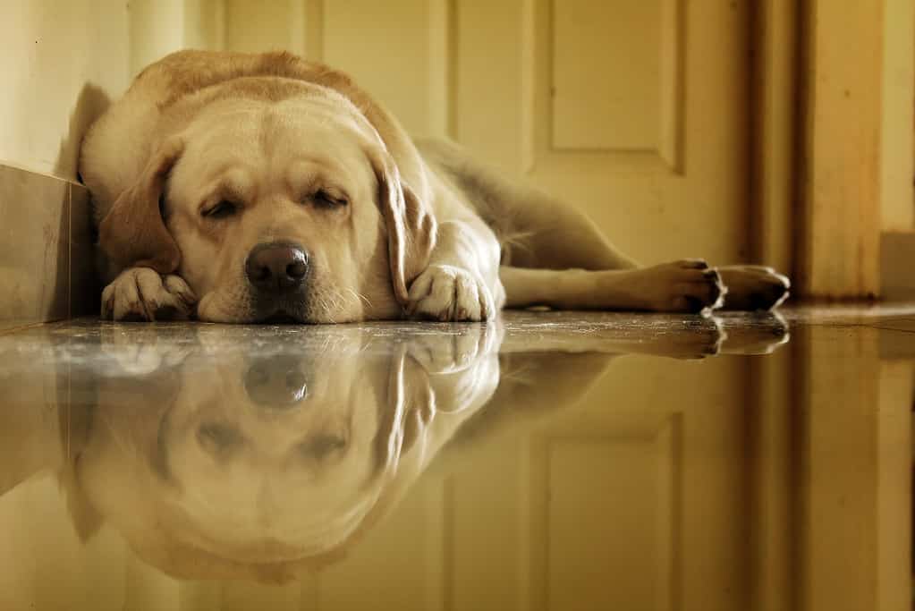 lab sleeping position