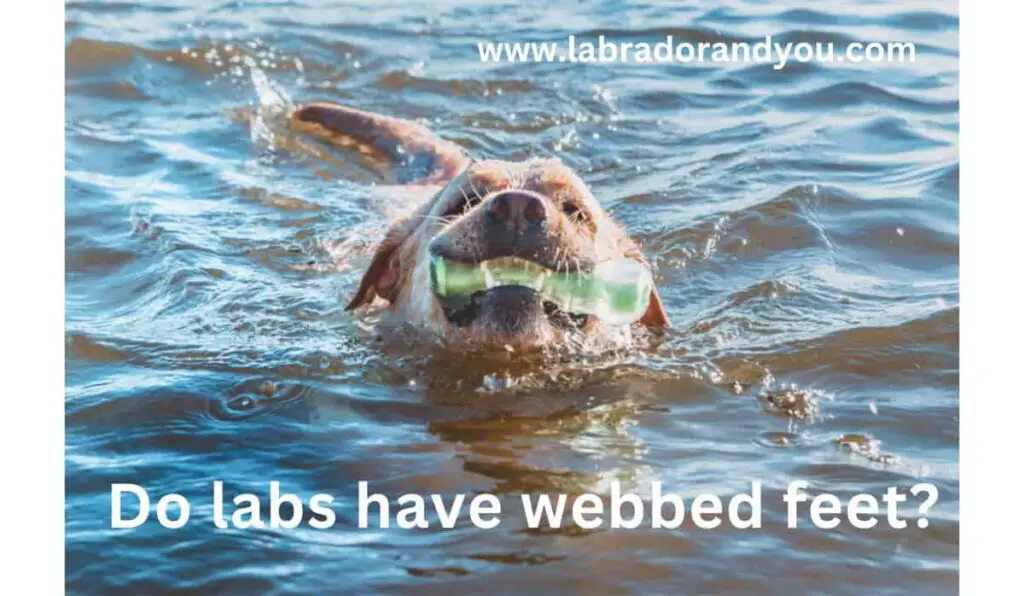 Do Labs Have Webbed Feet