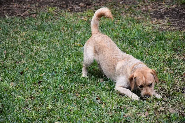 temperament of labradoodle