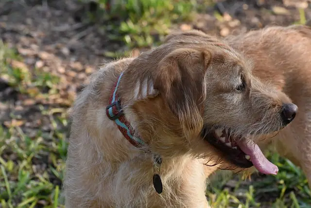 traits of a labradoodle