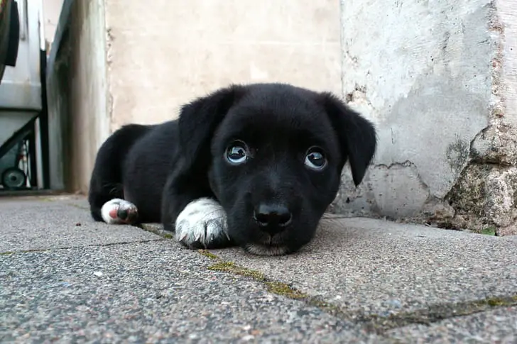 miniature labrador full grown