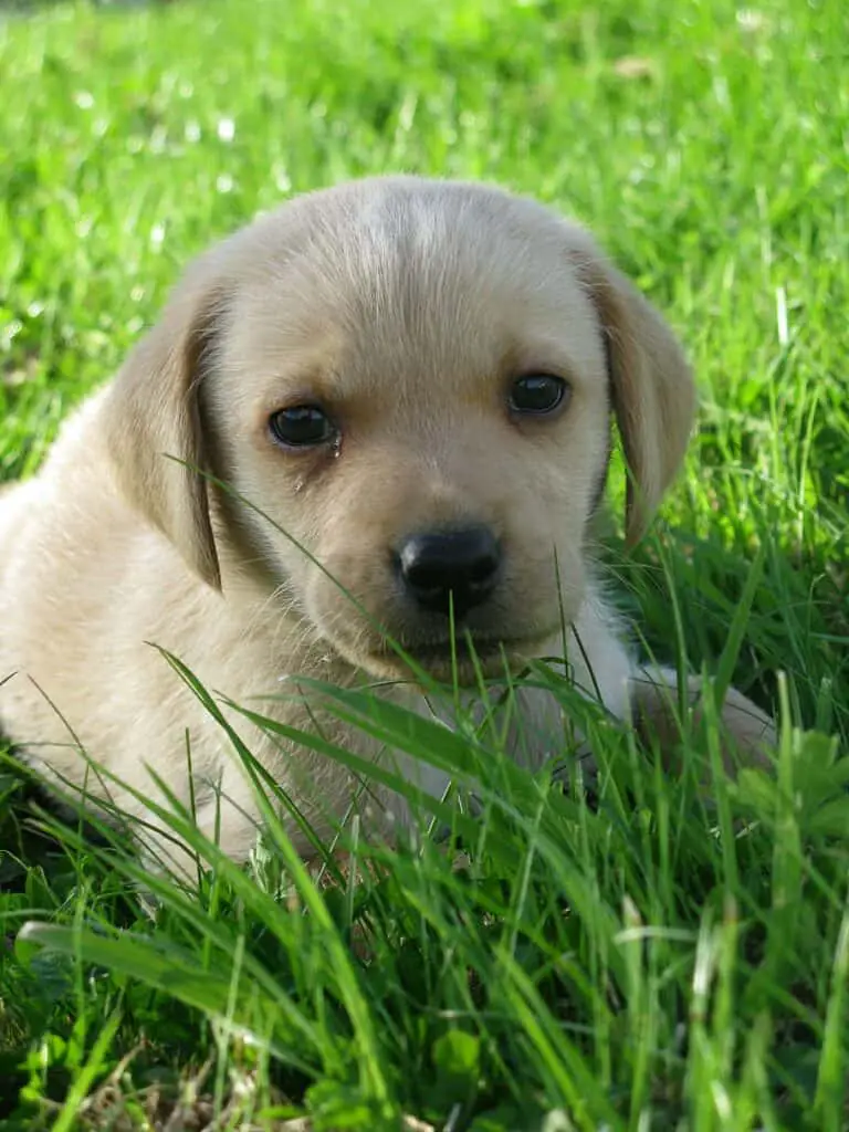 labrador teacup