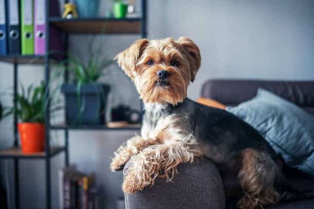 desirable traits of yorkshire terrier