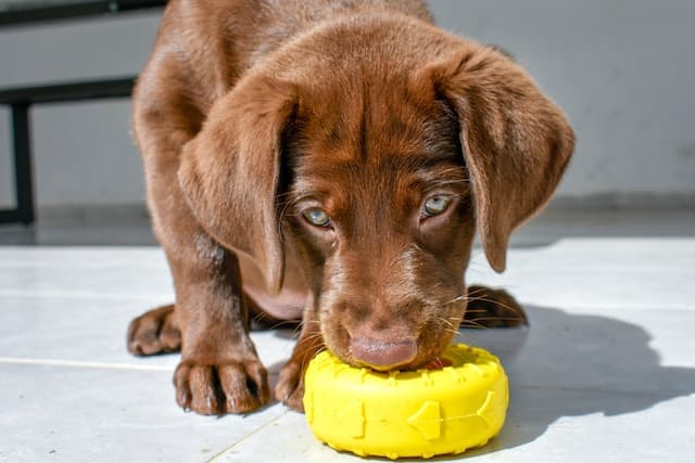 light chocolate lab, chocolate lab male