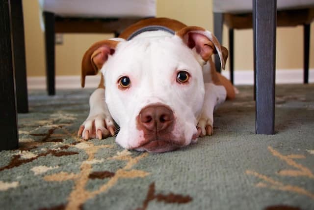 should i let my dog sleep under the bed