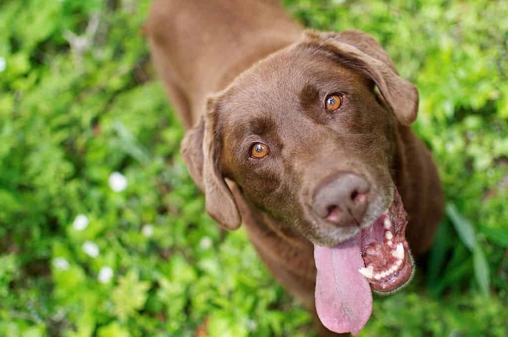 different labrador colors