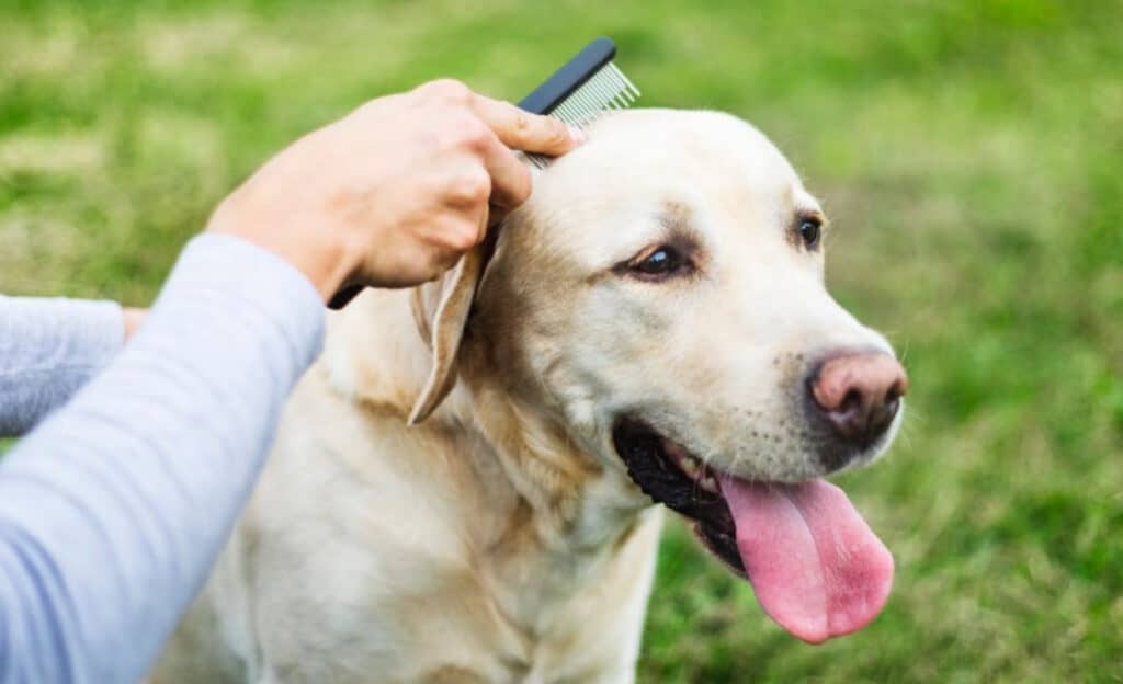 labrador grooming