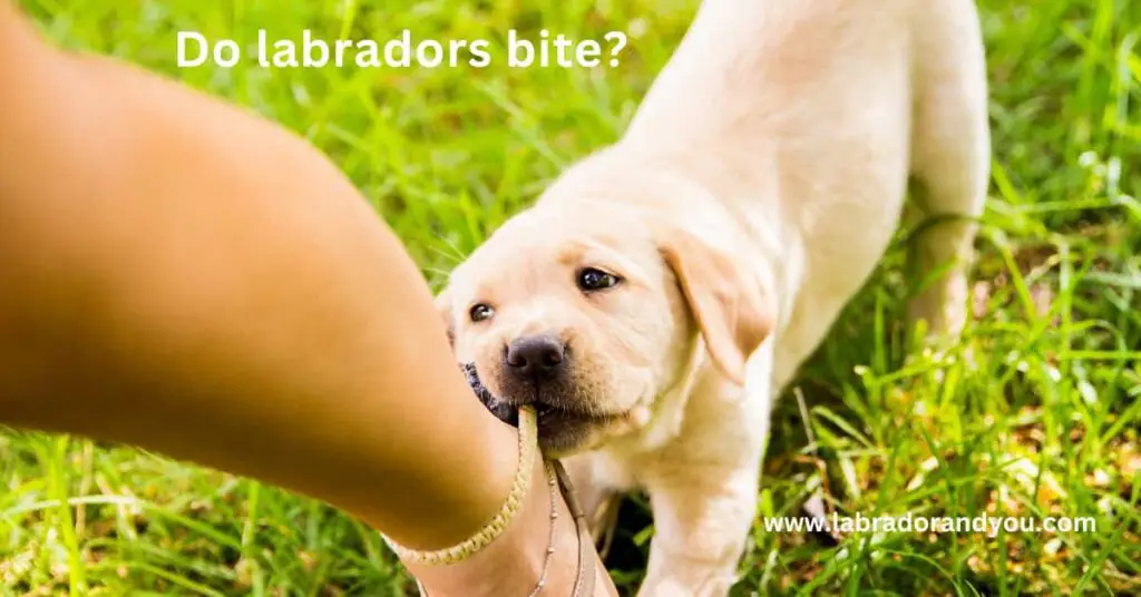 do labradors bite