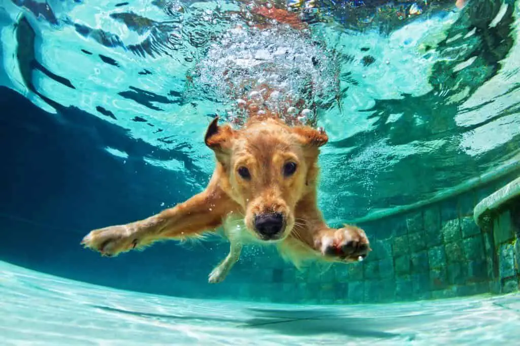 Why Do Labradors Love Water