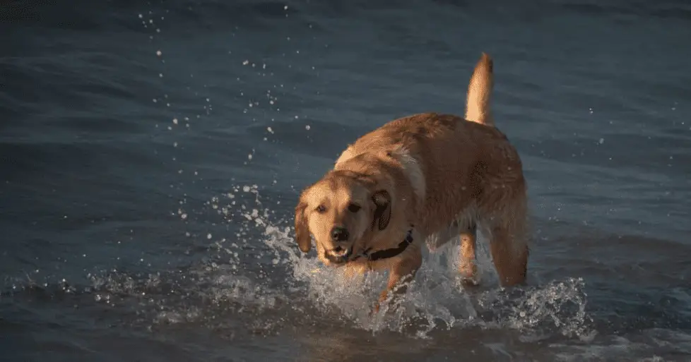 goldador retriever