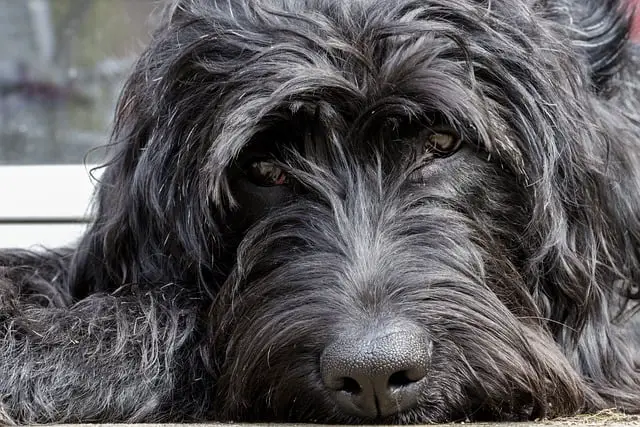 characteristics of a labradoodle