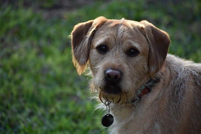 labradoodle personality