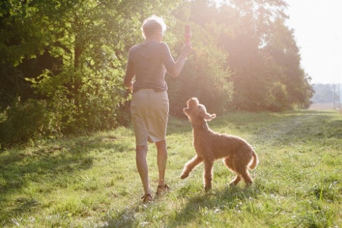 are labradoodles hypoallergenic; allergy friendly.