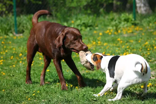 labrador vs pitbull