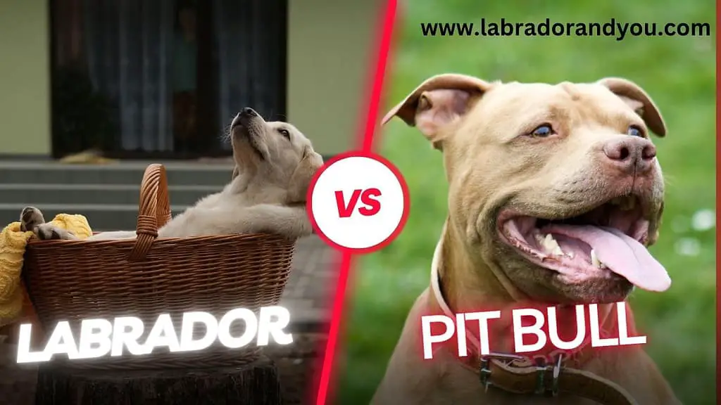 labrador vs pitbull