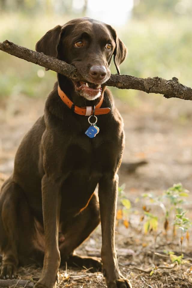 types of labradors retrievers