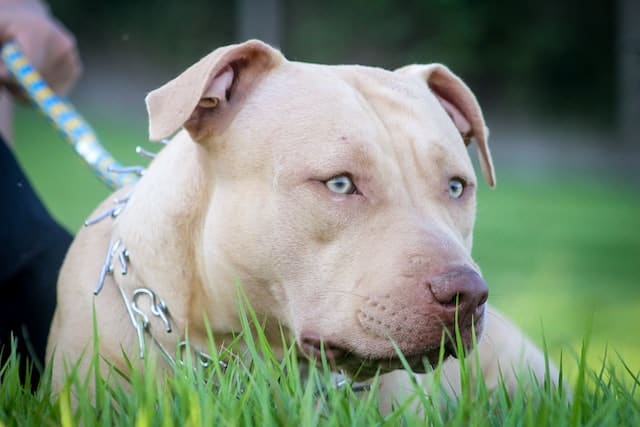 pitbull healthy kennel club officially recognized; pitbull vs labrador