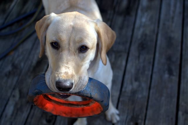 different breeds of labradors