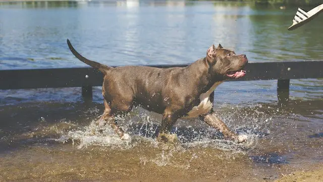 labrador retriever vs american pit bull terrier